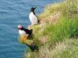 Papageientaucher und Lumme