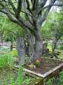 Alter Friedhof